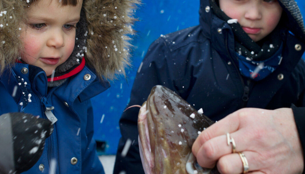 Under Lofotfisket har Sander Johansen (t.v.) og Oliver Gylseth et eget fiskeprosjekt i barnehagen og er på kaia i Reine i Lofoten hver uke for å se på fangsten. Foto: Ingun A.Mæhlum Under Lofotfisket har Sander Johansen (t.v.) og Oliver Gylseth et eget fiskeprosjekt i barnehagen og er på kaia i Reine i Lofoten hver uke for å se på fangsten. Foto: Ingun A.Mæhlum