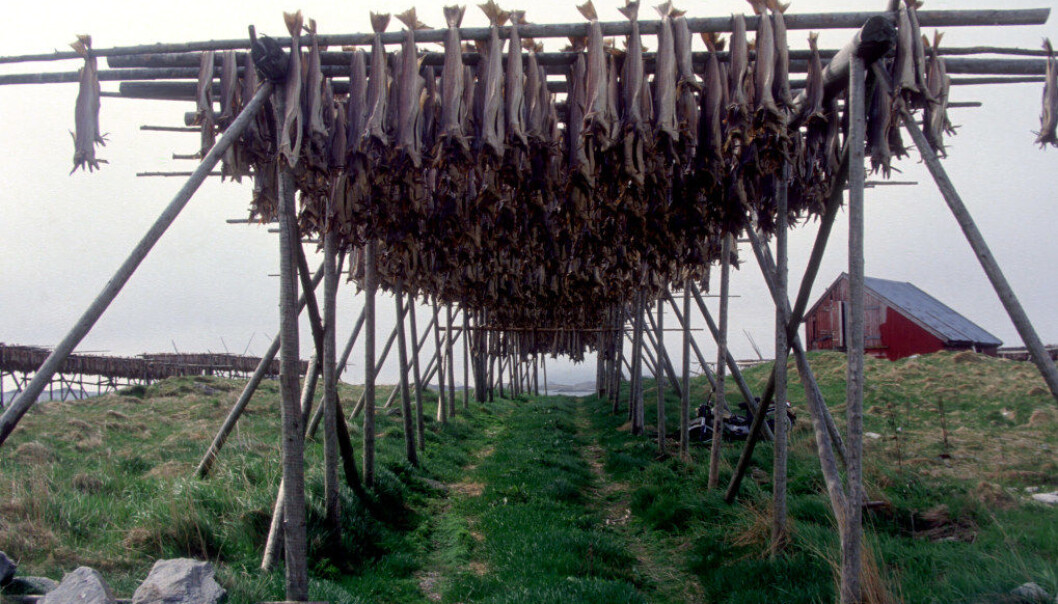 Fisk er Norges nest største eksportvare og fra neste høst kan elever fra hele landet søke seg til den nye sjømatlinja i Vardø. Det er mange gode og spennende smaker fra havet, for eksempel tørrfisk. Arkivfoto: Utdanning Fisk er Norges nest største eksportvare og fra neste høst kan elever fra hele landet søke seg til den nye sjømatlinja i Vardø. Det er mange gode og spennende smaker fra havet, for eksempel tørrfisk. Arkivfoto: Utdanning