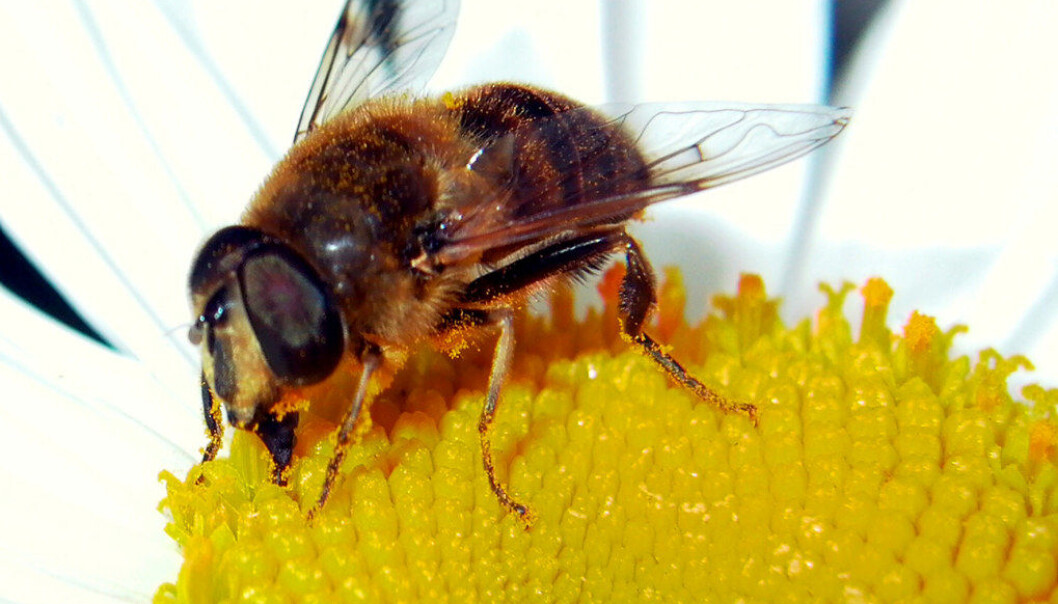 – Elevene lærer både å bygge og å se bienes funksjon i naturen ved pollinering av blomster, trær og busker, sier kontaktlærer Monica Klewe Løwe. Foto: Márcia Rodrigues – Elevene lærer både å bygge og å se bienes funksjon i naturen ved pollinering av blomster, trær og busker, sier kontaktlærer Monica Klewe Løwe. Foto: Márcia Rodrigues