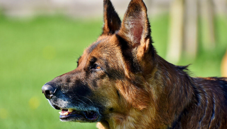 Frp-landsmøtet sa ja til å bruke narkohund på videregående skole. Ill.fot. Pixabay