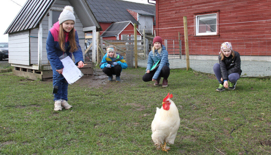 Elever på 6. trinn på Storevarden skole har forsket på hvorfor vi snakker med lys stemme til små barn og søte dyr. Her er elevene i aksjon på Peders gård i Tananger. Reagerer høna annerledes på lyse enn mørke stemmer? (f.v.) Lene, Peder, Hedda og Jens. Foto: Åshild Skadberg, NTB Elever på 6. trinn på Storevarden skole har forsket på hvorfor vi snakker med lys stemme til små barn og søte dyr. Her er elevene i aksjon på Peders gård i Tananger. Reagerer høna annerledes på lyse enn mørke stemmer? (f.v.) Lene, Peder, Hedda og Jens. Foto: Åshild Skadberg, NTB