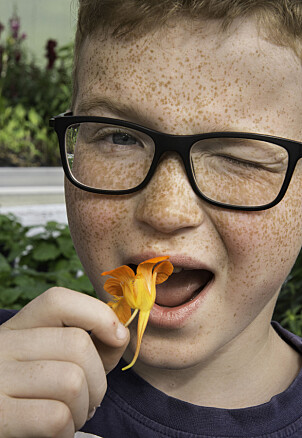 Henrik Hagan Loftesnes som tar seg en jafs med blomkarse. Foto: Kari Kløvstad Henrik Hagan Loftesnes som tar seg en jafs med blomkarse. Foto: Kari Kløvstad
