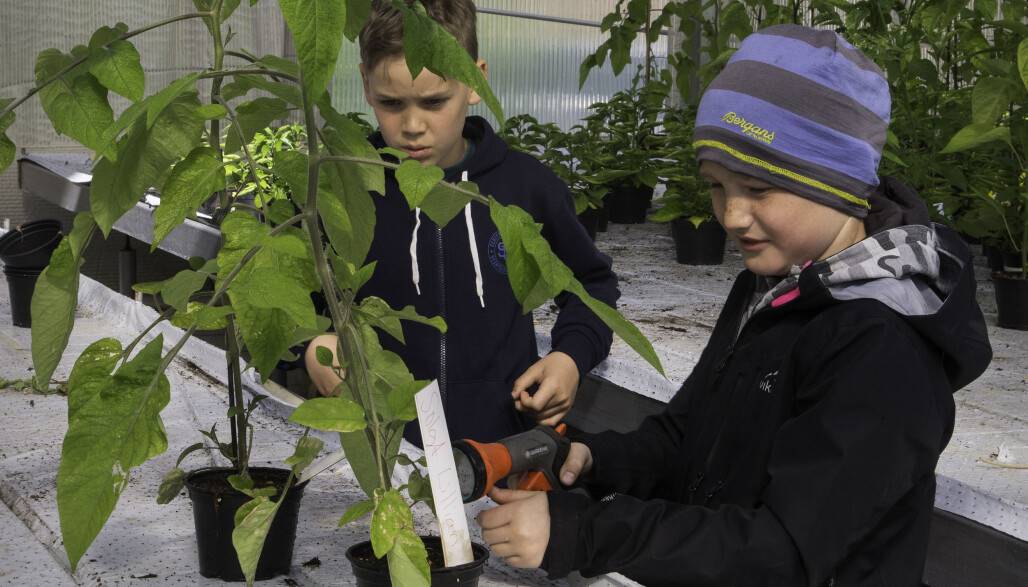 Noah Andreas Sleire og Emil Aas steller godt med tomatene og sørger for at de får vann. Foto: Kari Kløvstad Noah Andreas Sleire og Emil Aas steller godt med tomatene og sørger for at de får vann. Foto: Kari Kløvstad