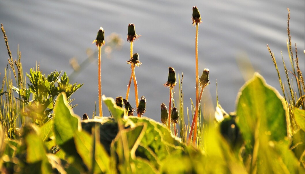 – Hvordan skal lærerne kunne bygge når elevens sjel kveles av ugress, i lys av vår tids utfordringer? spør Heidi Stakset. Illustrasjonsfoto: Pixabay. – Hvordan skal lærerne kunne bygge når elevens sjel kveles av ugress, i lys av vår tids utfordringer? spør Heidi Stakset. Illustrasjonsfoto: Pixabay.