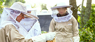 Honning og bier er en del av hverdagen for elevene på Kalnes vgs