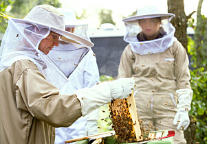 Honning og bier er en del av hverdagen for elevene på Kalnes vgs