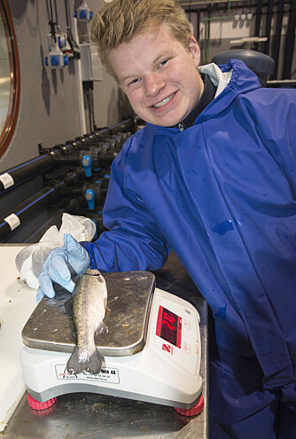 Fisken som skal veies, har fått en lett bedøvelse så den skal ligge rolig. Det er Lars Ulfsnes som gjør jobben. Fisken som skal veies, har fått en lett bedøvelse så den skal ligge rolig. Det er Lars Ulfsnes som gjør jobben.