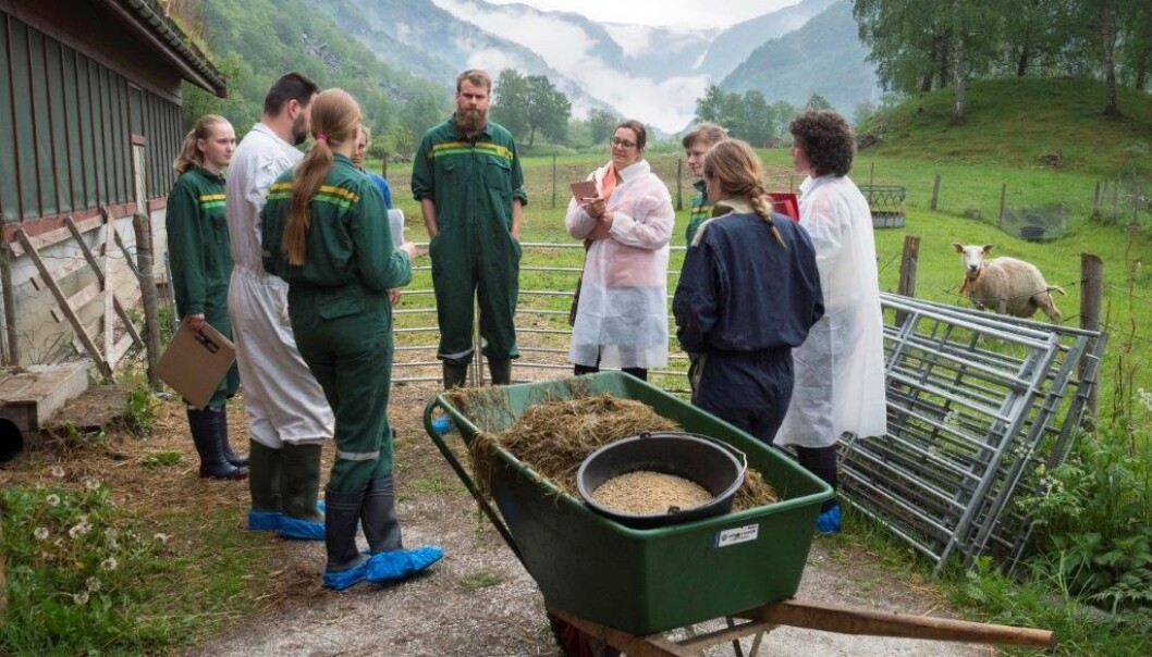 Eksamen er i full gang, og Viljar Grutle (i midten) og de andre elevene har måttet svare på mange spørsmål om sauer og sauehold. Eksamen er i full gang, og Viljar Grutle (i midten) og de andre elevene har måttet svare på mange spørsmål om sauer og sauehold.