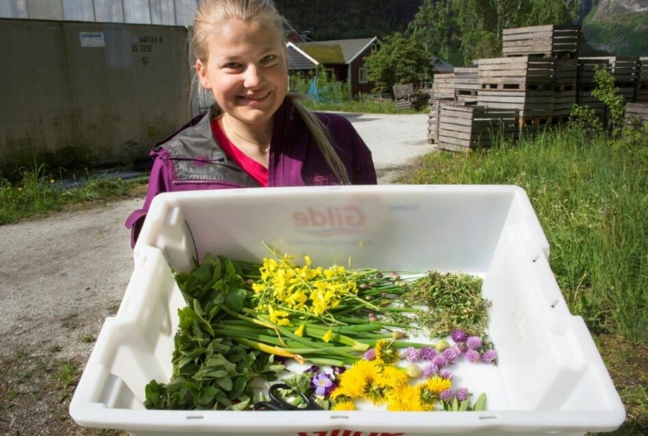 Astrid Kringeland Grønsberg (21) går vg2 og kommer fra Aurland. Her har hun vært ute og plukket ingredienser til dagens lunsjsalat. Ønsket er å kunne drive egen gård i fremtiden.