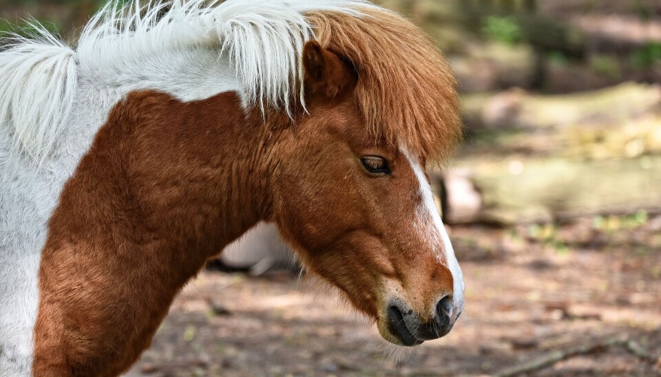 Hvor mye ponni kan en barnehage betale for?
