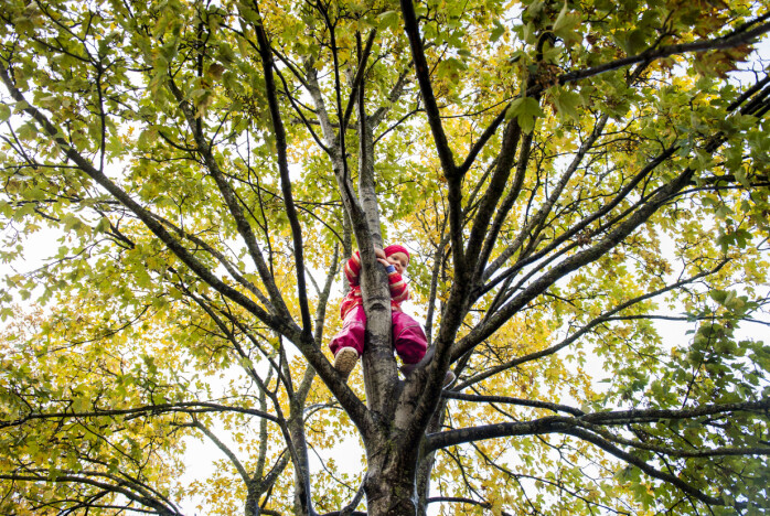 Lina klatrer høyt opp i treet i Sunnland barnehager i Trondheim. Hun hører sjelden at de ansatte sier «nei, det der er farlig», eller «vær forsiktig».