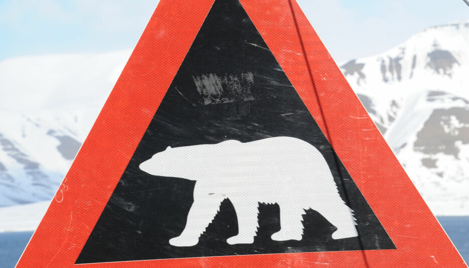 ISBJØRN: Skiltet som viser isbjørnfare, er det første vi ser på vei fra flyplassen i Longyearbyen. Det er bare i bykjernen det er trygt å ferdes uten våpen.