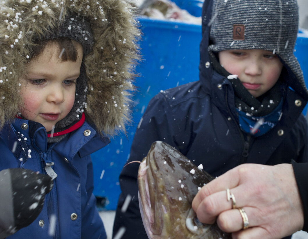 Under Lofotfisket har Sander Johansen (t.v.) og Oliver Gylseth et eget fiskeprosjekt i barnehagen og er på kaia i Reine i Lofoten hver uke for å se på fangsten. Under Lofotfisket har Sander Johansen (t.v.) og Oliver Gylseth et eget fiskeprosjekt i barnehagen og er på kaia i Reine i Lofoten hver uke for å se på fangsten.