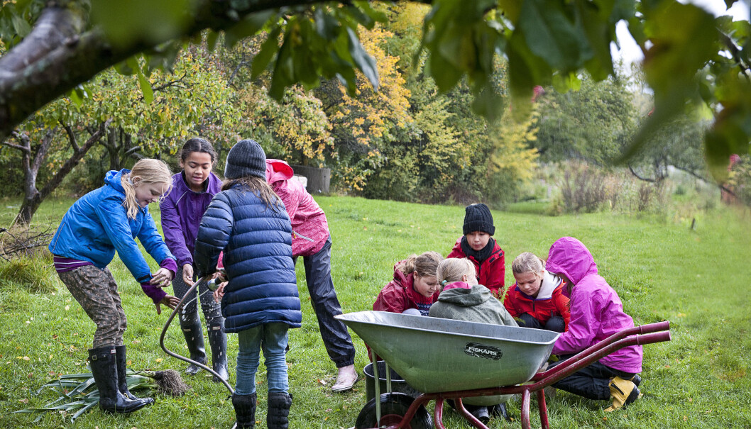 Fagfornyelsen gir skolehagene ny aktualitet, meiner Økologisk Norge. Fagfornyelsen gir skolehagene ny aktualitet, meiner Økologisk Norge.