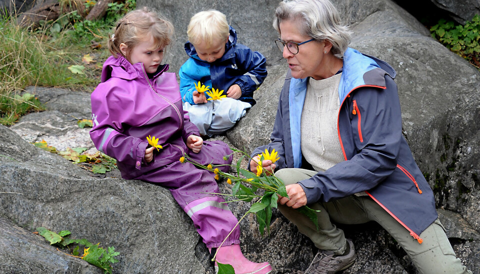Anniken Aarskog Mortensen (t.v.) og Mikkel Wang Dalen har plukket jordskokkblomster som de vil pynte jettegryta med, og viser dem til naturkunstansvarlig Nina Thomassen i barnehagen.