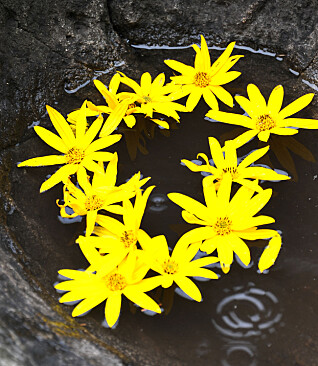 I den
naturlige jettegryta inne på
barnehagens område har barna
pyntet med jordskokkblomster. I den
naturlige jettegryta inne på
barnehagens område har barna
pyntet med jordskokkblomster.