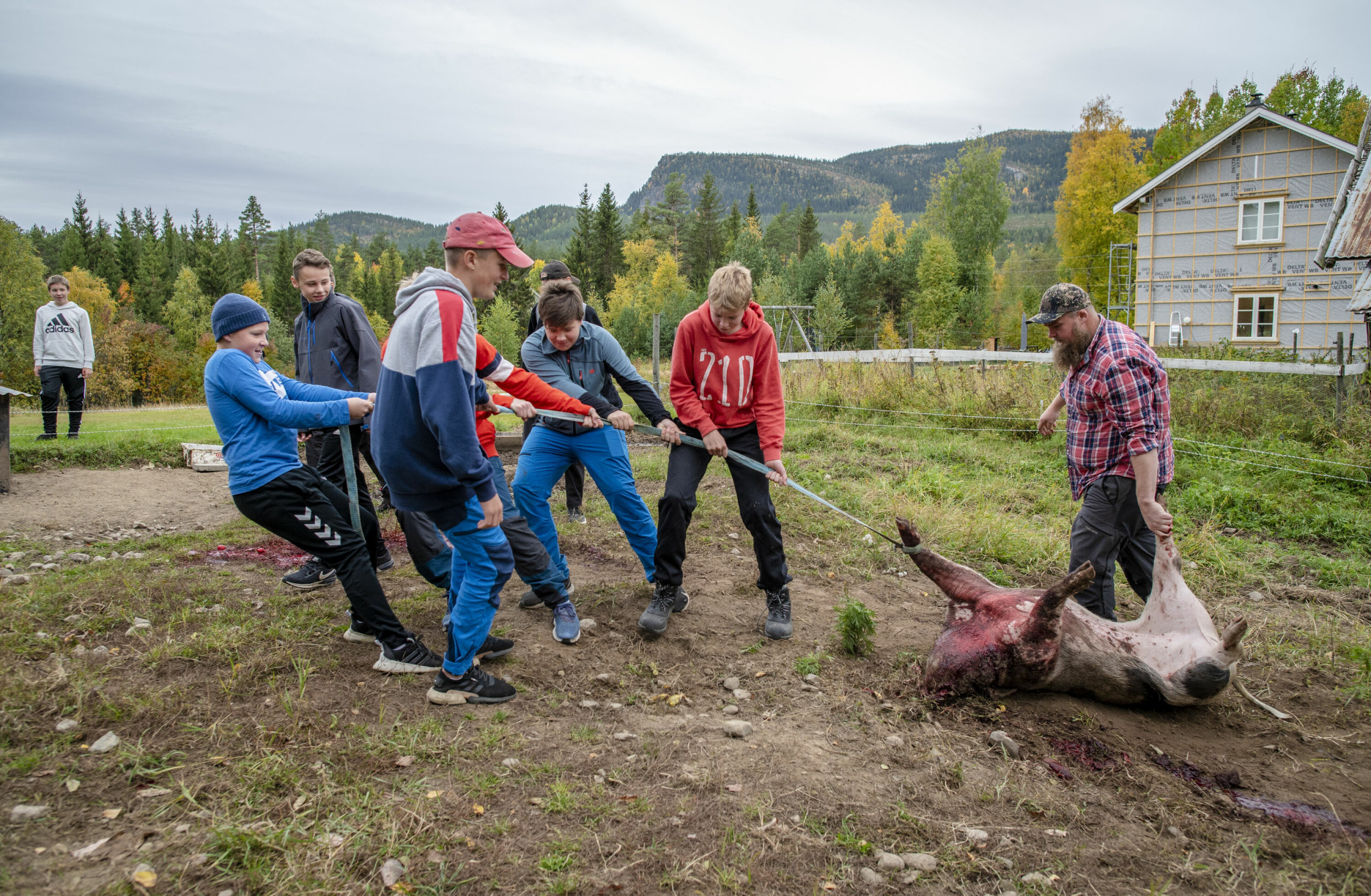 Lærer Ole Eriksen trenger bare å styre kursen når sterke elever sleper 150 kg nyskutt gris til slaktebenken.