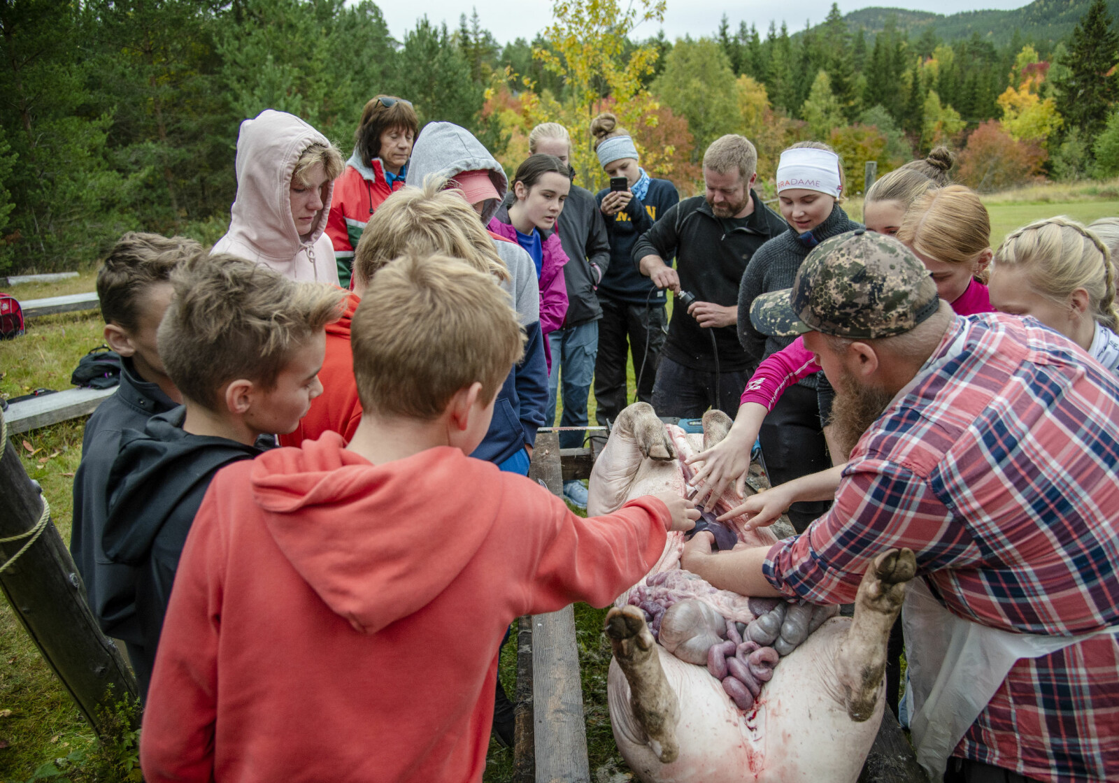 Elevene i niendeklasse fra Stor-Elvdal ungdomsskole er med på griseslakt.