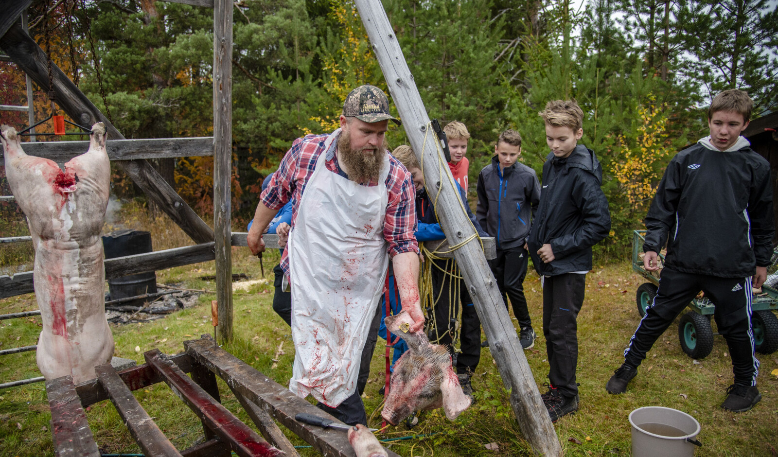 Grisehodene blir ikke til sylte. Lærerkollegene Ole Eriksen (bildet) og Audun Strand er også jaktkamerater og bruker dem som reveåte. Bak ser vi Even Johnsen, Lukas Moe Olsen og Oskar Solberg-Austeng. Grisehodene blir ikke til sylte. Lærerkollegene Ole Eriksen (bildet) og Audun Strand er også jaktkamerater og bruker dem som reveåte. Bak ser vi Even Johnsen, Lukas Moe Olsen og Oskar Solberg-Austeng.