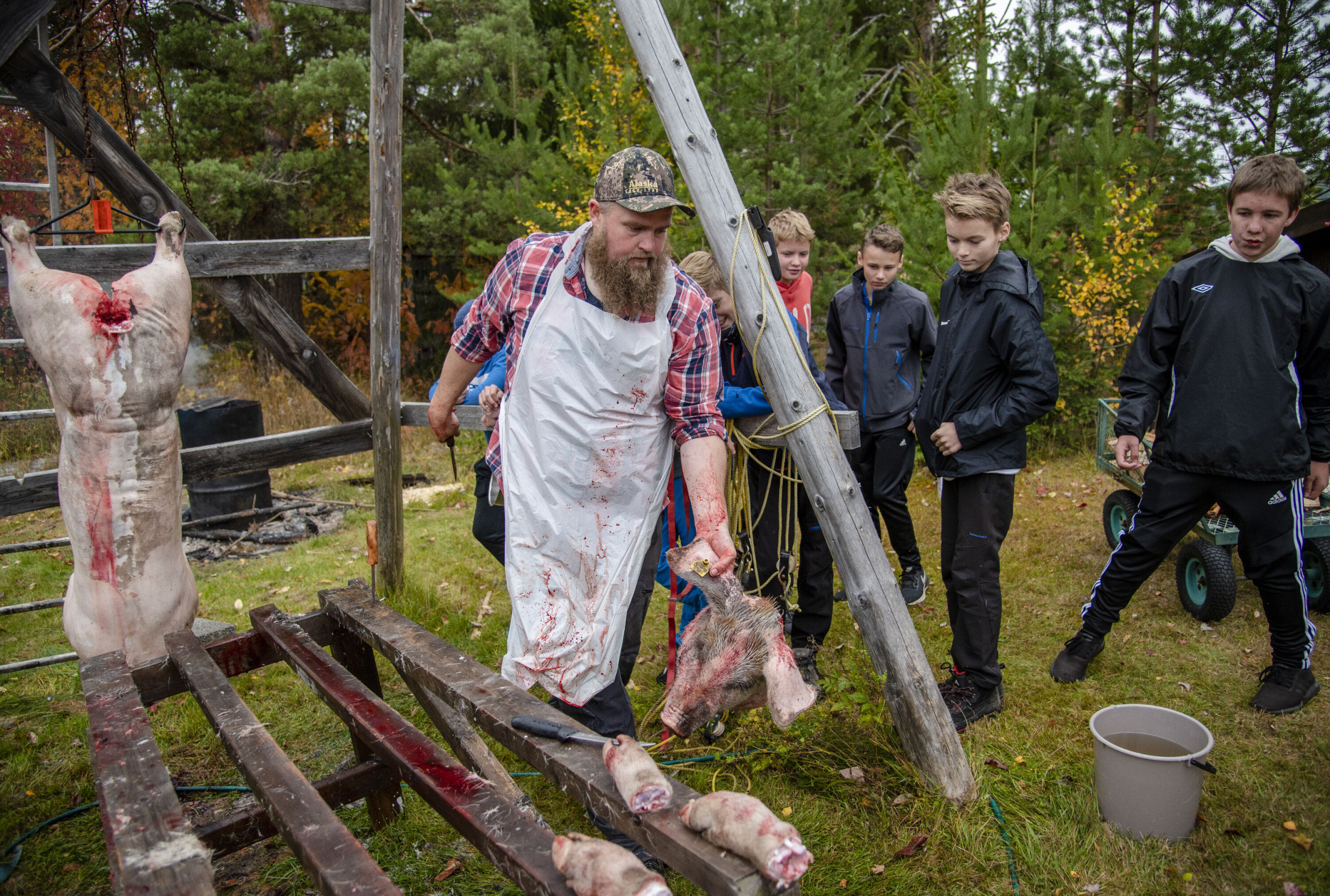 Grisehodene blir ikke til sylte. Lærerkollegene Ole Eriksen (bildet) og Audun Strand er også jaktkamerater og bruker dem som reveåte. Bak ser vi Even Johnsen, Lukas Moe Olsen og Oskar Solberg-Austeng.