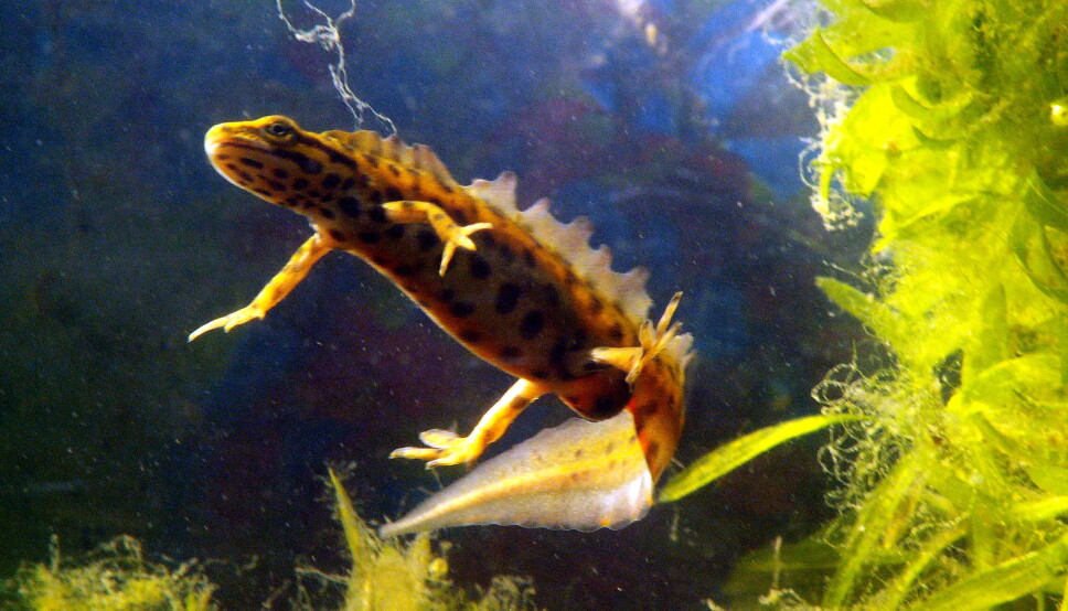 Svar frå ein påstått salamander