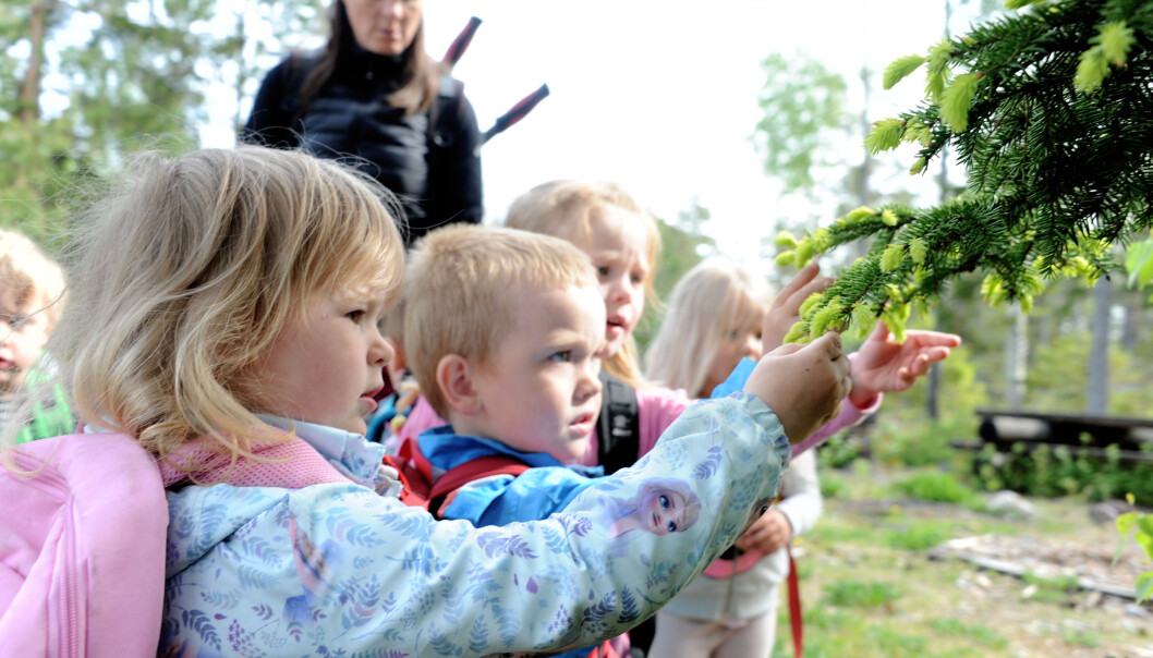 Sienna Bergstuen- Wullum (3), Albert Holmskog (4), Mina Sætaberget (4) og Sofia Synnøve Ramstad-Eriksen (4) plukker granskuddtopper til granskuddgelè. Sienna Bergstuen- Wullum (3), Albert Holmskog (4), Mina Sætaberget (4) og Sofia Synnøve Ramstad-Eriksen (4) plukker granskuddtopper til granskuddgelè.