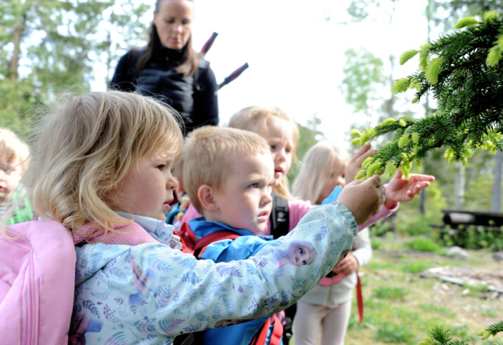 Sienna Bergstuen- Wullum (3), Albert Holmskog (4), Mina Sætaberget (4) og Sofia Synnøve Ramstad-Eriksen (4) plukker granskuddtopper til granskuddgelè. Sienna Bergstuen- Wullum (3), Albert Holmskog (4), Mina Sætaberget (4) og Sofia Synnøve Ramstad-Eriksen (4) plukker granskuddtopper til granskuddgelè.