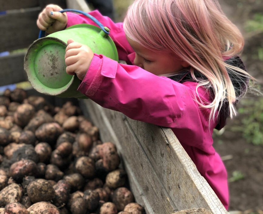 Barna i gårdsbarnehagen høster frukt, bær, grønnsaker og poteter.