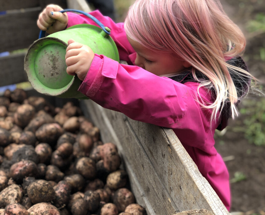 Barna i gårdsbarnehagen høster frukt, bær, grønnsaker og poteter. Barna i gårdsbarnehagen høster frukt, bær, grønnsaker og poteter.