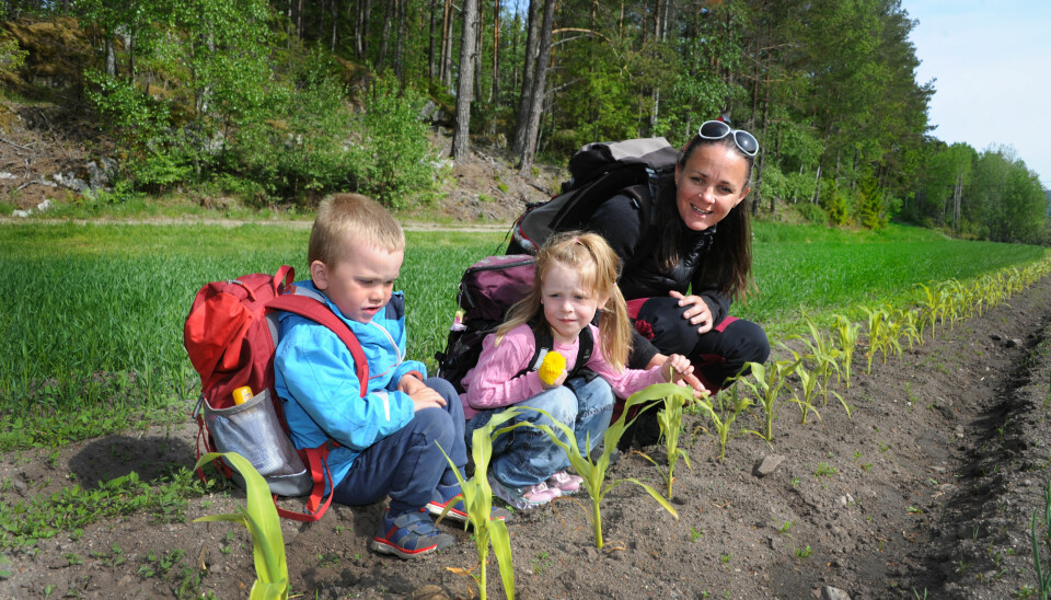 Pedagogisk leder Stine Haugen, Albert Holmskog (4) og Mina Sætaberget (4) sjekker hvordan det går i maisåkeren.