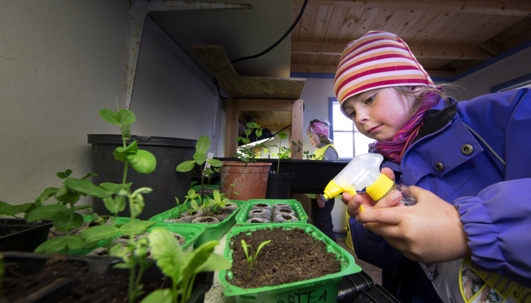 Bilde 1: Barnehagen etablerte et lite «veksthus» hvor hver avdeling fikk ansvar for hver sin ukedag med å se til plantene, vanne og loggføre gjøremål. Det ga barna eierskap til selve dyrkingsprosessen. Foto: Stig Brøndbo, UiT Norges arktiske universitet Bilde 1: Barnehagen etablerte et lite «veksthus» hvor hver avdeling fikk ansvar for hver sin ukedag med å se til plantene, vanne og loggføre gjøremål. Det ga barna eierskap til selve dyrkingsprosessen. Foto: Stig Brøndbo, UiT Norges arktiske universitet
