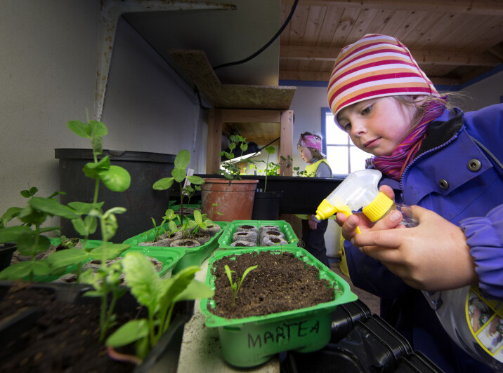 Bilde 1: Barnehagen etablerte et lite «veksthus» hvor hver avdeling fikk ansvar for hver sin ukedag med å se til plantene, vanne og loggføre gjøremål. Det ga barna eierskap til selve dyrkingsprosessen. Foto: Stig Brøndbo, UiT Norges arktiske universitet