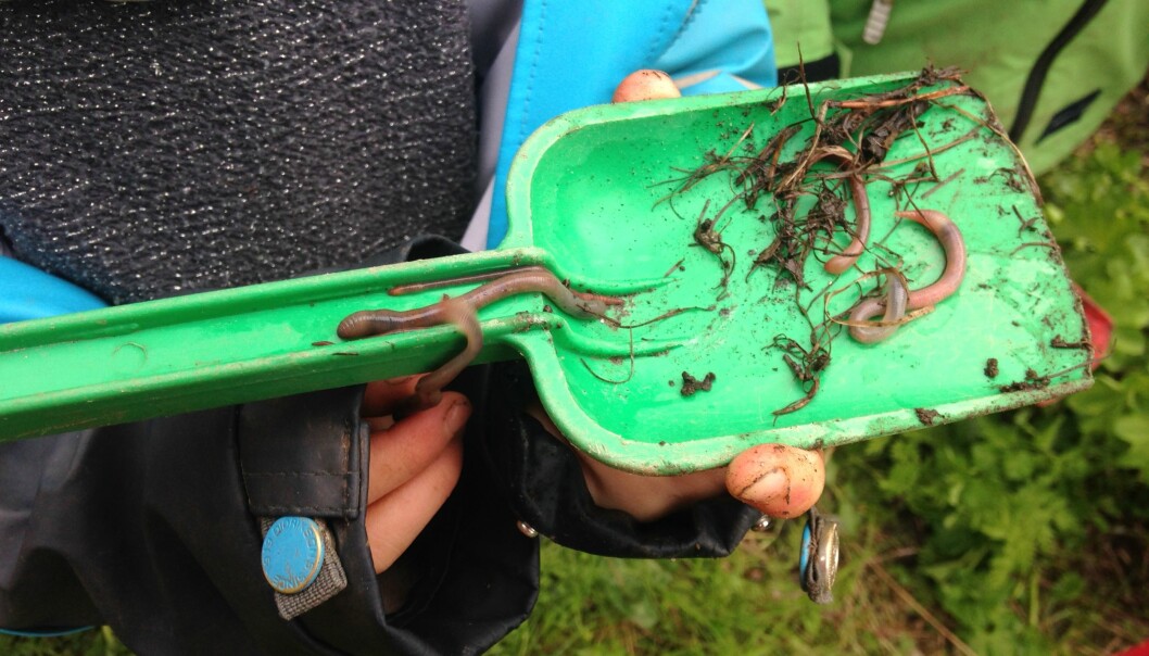 Bilde 5: Barna studerer ivrig meitemarken og lærer at den er en viktig nedbryter i jorda og bidrar til å gi plantene næring.