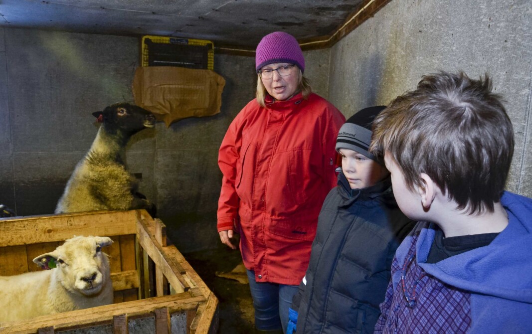 Under arbeidet med ull som berekraftig materiale blei undervisinga mest mogeleg praktisk og verkeleg-heitsnær når elevane kunne besøkja dyra i fjøset til rektor Liv Anne Bergo. Under arbeidet med ull som berekraftig materiale blei undervisinga mest mogeleg praktisk og verkeleg-heitsnær når elevane kunne besøkja dyra i fjøset til rektor Liv Anne Bergo.