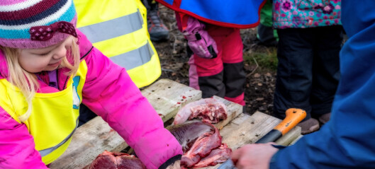 Emma Rose ser reinen bli slaktet i den samiske barnehagen. Ønsket er å styrke den samiske kulturen