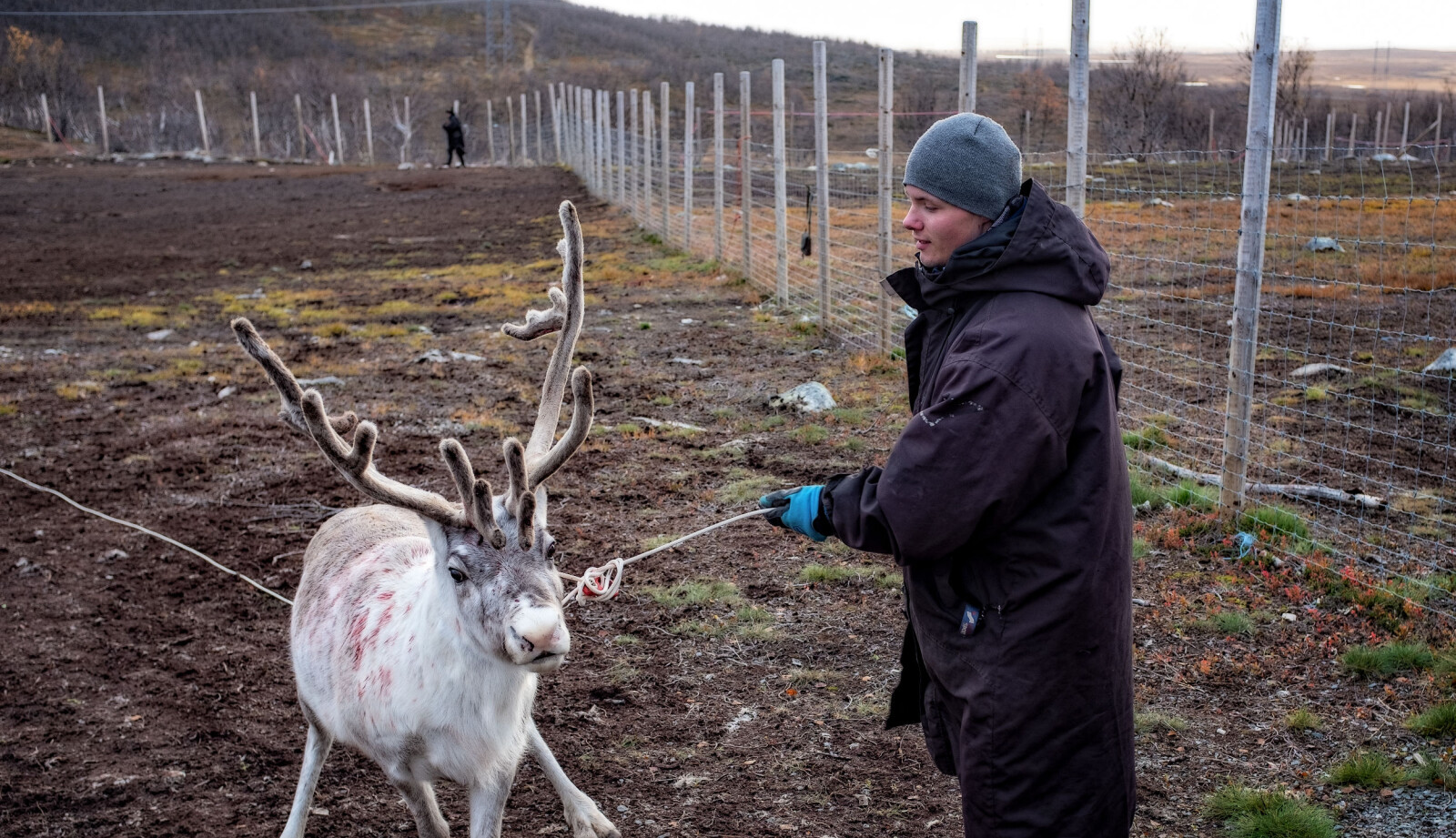 – Jeg trives med å lære fra meg, og det er viktig at den tradisjonelle kunnskapen går videre, sier Johnny Henrik Skum, som viser barna reindrift. – Jeg trives med å lære fra meg, og det er viktig at den tradisjonelle kunnskapen går videre, sier Johnny Henrik Skum, som viser barna reindrift.