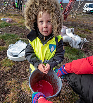 Ailo Mateo har fått i oppdrag å sørge for at blodet røres helt til det blir kaldt, slik at det ikke stivner. Det brukes blant annet i blodpannekaker. Ailo Mateo har fått i oppdrag å sørge for at blodet røres helt til det blir kaldt, slik at det ikke stivner. Det brukes blant annet i blodpannekaker.