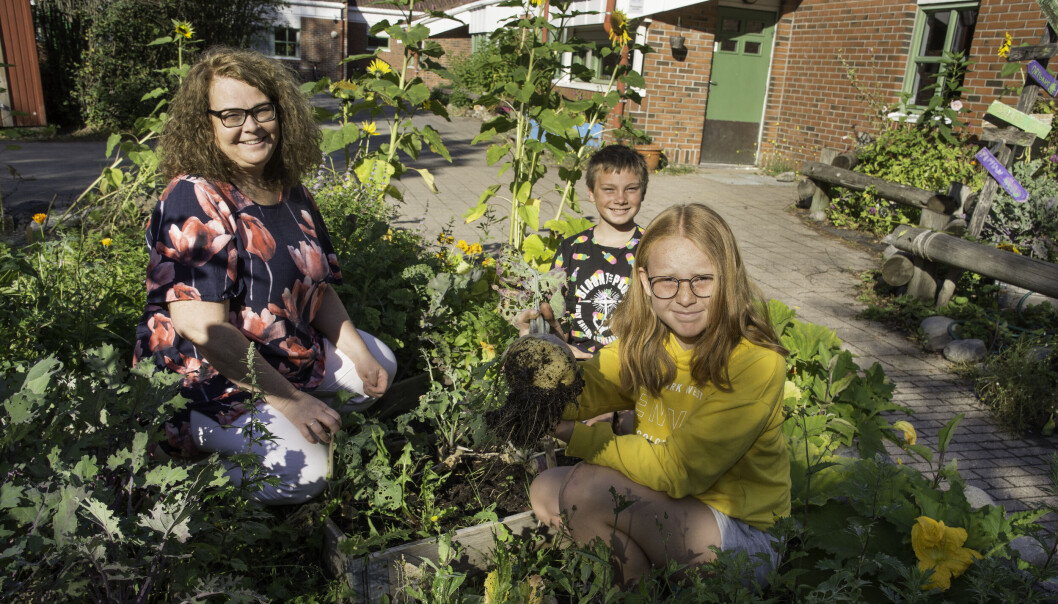 Klasse 6a har ansvaret for en bugnende skolehage. Klasse 6a har ansvaret for en bugnende skolehage.