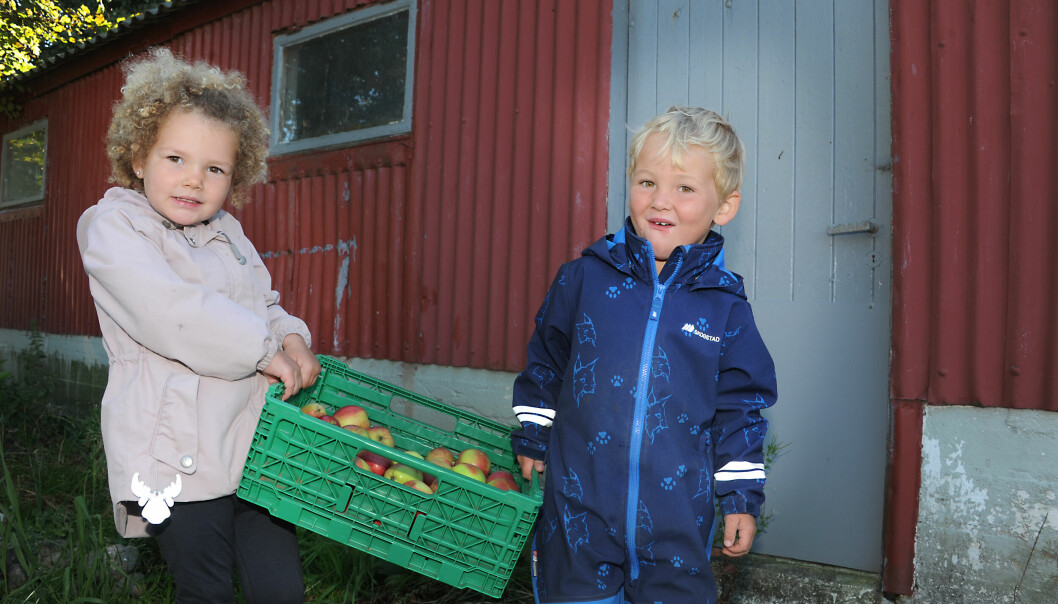 Ulrikke Aardal og Hannes Herikstad bærer epler som de har høstet i gårdsbarnehagen.