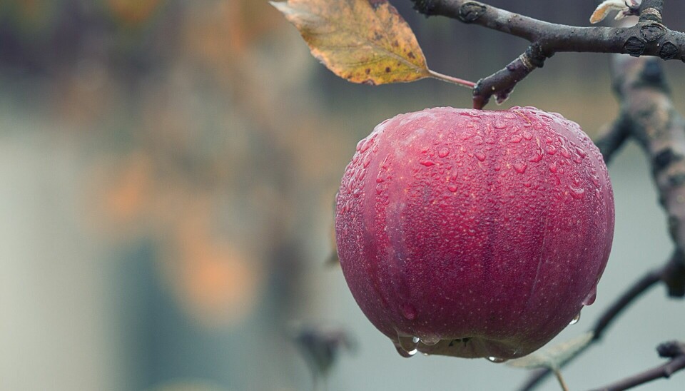 Ett enkelt eple i løpet av skoledagen vil ikke forebygge elevers overvekt i noen særlig grad, fastslår en ny studie fra UiA.