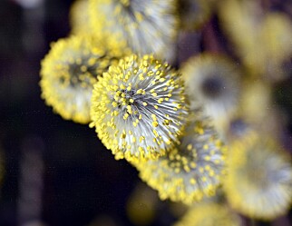 Sterkt utsatte pollenallergikere kan søke om utvidet eksamenstid