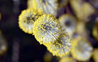 Sterkt utsatte pollenallergikere kan søke om utvidet eksamenstid