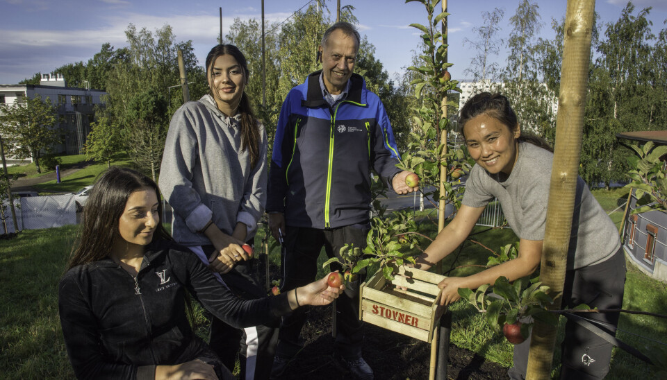 Epleheltene Runa Azizi (til venstre) og Mariam Sajid var for tre år siden forløperne til det som nå blir naturbruk. Avdelingsleder Bjarne Asgrimplass og agropedagog Stine Jonsrud er med på laget videre.