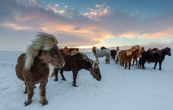 Quiz 17/2022: Hvor mange hester er det på Island?