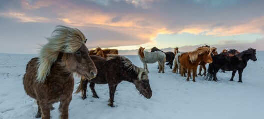 Quiz 17/2022: Hvor mange hester er det på Island?