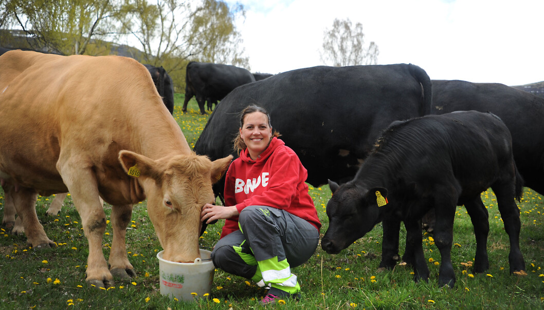 Renate, som tidligere var redd for kuer, er overrasket over hvor godt hun trives som bonde. Hun sier at hver ku har sin egen personlighet. Renate, som tidligere var redd for kuer, er overrasket over hvor godt hun trives som bonde. Hun sier at hver ku har sin egen personlighet.