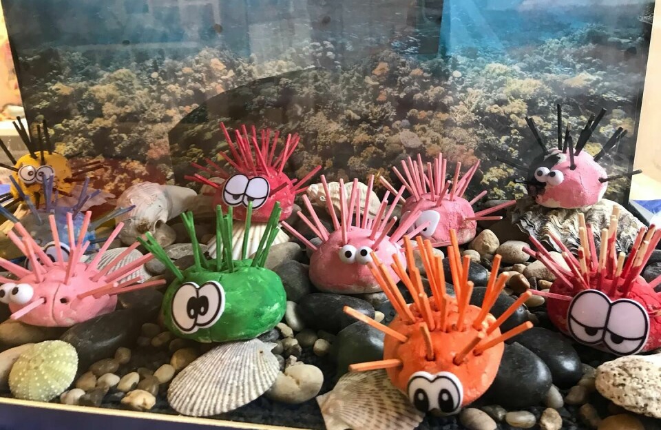 Disse kråkebollene av trolldeig fikk eget akvarium å bo i.