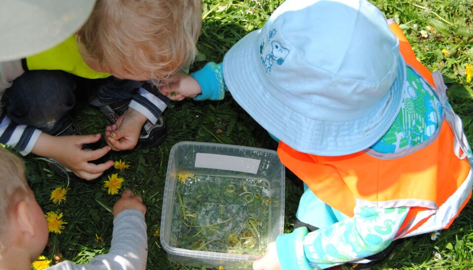 Barnehage natur blomster