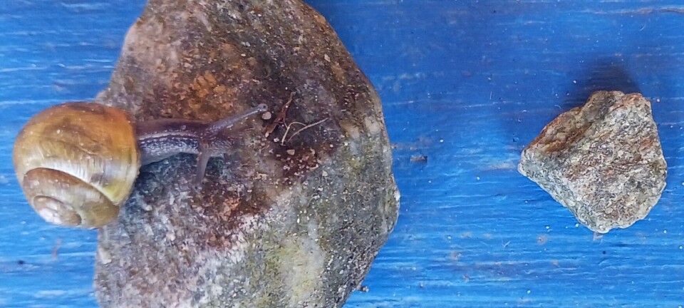 Barn og ansatte utforsker hvordan sneglen kommer seg forbi steiner som ligger på et bord.
