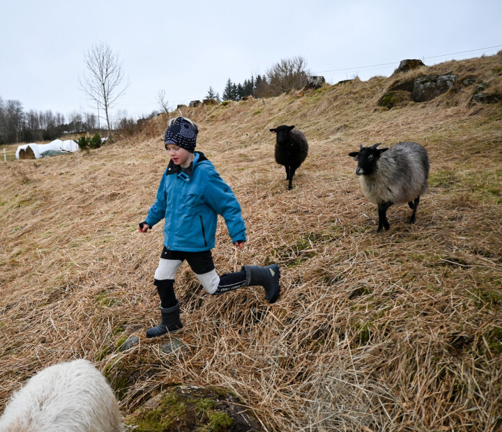 Kappspringing med sauer som er allrighte dyr å leke med.